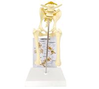 Studies Science Gift, Dog Skeleton Model Canine, Dog Knee Joint Anatomical Canine Ligament Function Model, for Teaching Medical Anatomy Surgery Skeleton - Office Educational Tool(Canine Hip)