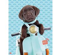 Studio Pets - Dog - Scooter Chien Animaux - Mini Poster Impression Taille 40x50 cm