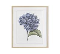 Stupell Industries Impression encadrée Hortensia Sketch Blossom Bouleau sous verre, design par Cecilia Battaini, 21 x 17
