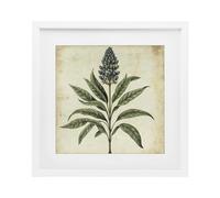 Stupell Industries Vintage Blue Botanical Illustration White Encadrée Sous Verre, Design par Petal Prints Design, 40,6 x 40,6 cm