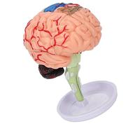 Stylebest Modèle de Cerveau Anatomique 4D, Structure Claire, Outil éducatif en Vinyle pour Les études D'anatomie et L'apprentissage, 1 unité