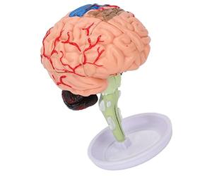 Stylebest Modèle de Cerveau Anatomique 4D, Structure Claire, Outil éducatif en Vinyle pour Les études D'anatomie et L'apprentissage, 1 unité