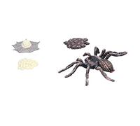 Stylebest Modèle de Cycle de Croissance D'araignée avec Figurines D'insectes Réalistes pour Enseigner aux Enfants Le Cycle de Vie, Plastique Durable, Ensemble de 4 étapes