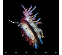 Sub Focus - Evolve [Import]