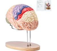 SucceBuy 2X modèle de cerveau humain grandeur nature, cerveau anatomique en 4 parties avec étiquettes et socle d'affichage, modèle amovible à code couleur pour la recherche scientifique et l'éducation
