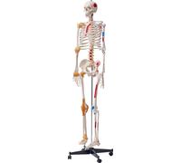 SucceBuy 71,65" Modèle de squelette humain grandeur nature, modèle anatomique précis en PVC avec bras, jambes et mâchoire mobiles, y compris ligaments et points d'origine et d'insertion des muscles po