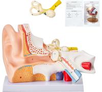 SucceBuy Modèle anatomique de l'oreille humaine, 3 parties, agrandi 5 fois, PVC, montre l'oreille externe/moyenne/interne, avec socle, pour l'éducation/l'apprentissage
