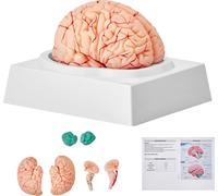 SucceBuy Modèle de cerveau humain 1:1 grandeur nature, modèle anatomique de 9 pièces avec légendes et socle d'exposition, détachable pour la recherche scientifique et l'apprentissage en classe
