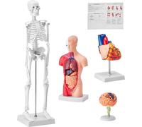 SucceBuy Set de 4 modèles d'anatomie humaine, aides pédagogiques en 3D pour le cerveau, le tronc, le cœur et le squelette, modèles pédagogiques pour les étudiants en physiologie et les enfants