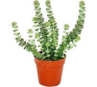 exotenherz - Succulent - Crassula Hottentot - Feuille épaisse - en pot de 8,5cm
