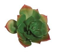 Succulent "Echeveria" Vert, 8,5x3,5cm