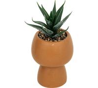 Succulente artificielle en pot, 17 cm