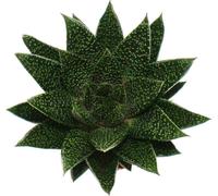 Succulente - Gasteria D Due - Gasterie - pot 8.5cm