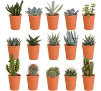 Succulentes Cactus Mix - 5,5 cm - 15 pièces - Plante d'intérieur - en pot de terre cuite
