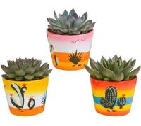 Succulentes Echeveria mélange 10,5 cm - 3x - en pots mexicains