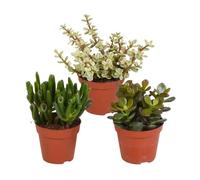 Succulentes | Mélange de feuilles épaisses | Mélange de Crassula | 3 pièces | variétés diverses | Ø 8,5 cm | 13-18 cm | Plantes d'intérieur faciles à entretenir
