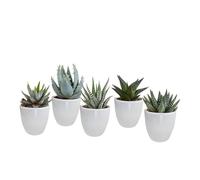 Succulentes | Mélange de Gasteria/Haworthia en pot blanc | 5 pièces | variétés diverses | Ø 6,5 cm | 8-13 cm | Plantes d'intérieur faciles à entretenir | dans une jardinière de couleur assortie