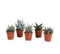Succulentes | Mélange Gasteria/Haworthia | 5 pièces | variétés diverses | Ø 5,5 cm | 8-13 cm | Plantes d'intérieur faciles à entretenir