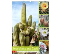 Succulents and Cacti - Strong Thorns, Delicate Blooms (Wall Calendar 2026 DIN A2 portrait), CALVENDO 12 Month Wall Calendar: A look at the beauty of thorny sun worshippers