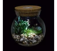 Succulet Artificiel Plats I Marimo Terrarium Pots avec LED Blanc Lumière Liège Desig Miiature Faux Plats Faux Cactus Potté Bosai Idoor Décor De Bureau pour, Clear 1, 10.5cm*11.9cm(D*H)