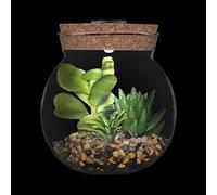 Succulet Artificiel Plats I Marimo Terrarium Pots avec LED Blanc Lumière Liège Desig Miiature Faux Plats Faux Cactus Potté Bosai Idoor Décor De Bureau pour, Clear 4, 10.5cm*11.9cm(D*H)