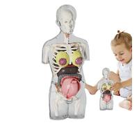 Sucritude Parties du Corps pour , Femme Enceinte Et Corps Humain, Pièces Détachables Réalistes, Modèle Anatomique Articulé, Squelette Éducatif STEM pour Garçons Filles École Maison