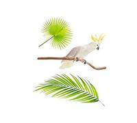 SUD TRADING Sticker Mural perroquet