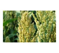 Sudangras Bovital 25 kg millet sorgho plante fourragère formation de masse biogaz