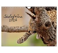 Südafrika (Wandkalender 2026 DIN A4 quer), CALVENDO Monatskalender: Südafrika und seine Tierwelt von Kirsten und Holger Karius