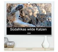 Südafrikas wilde Katzen (hochwertiger Premium Wandkalender 2026 DIN A2 quer), Kunstdruck in Hochglanz: Fotografien von den Raubkatzen in Südafrika