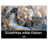 Südafrikas wilde Katzen (Wandkalender 2026 DIN A3 quer), CALVENDO Monatskalender: Fotografien von den Raubkatzen in Südafrika