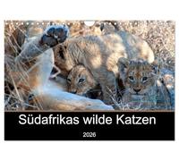 Südafrikas wilde Katzen (Wandkalender 2026 DIN A4 quer), CALVENDO Monatskalender: Fotografien von den Raubkatzen in Südafrika