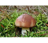 Suillus Luteus - Mycélium - Champignons Forêt - Cultivez vos propres champignons.