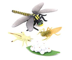 Sujurio Cycle de Vie d'une Libellule Insectes Cycles de Vie ModèLe de Croissance Enfants Cycle de Croissance Animale Science éDucatifs
