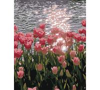 SULISO Peinture par Numéro Fleur Adulte avec Pinceaux et Acryliques Bricolage Peintures Kits pour Adultes Enfants Seniors Débutant,Sans Cadre 40x50cm,Tulipes