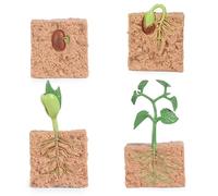 SunaOmni Jouets de Cycle de Vie pour Enfants, modèle processus Croissance des Plantes simulées, kit Culture Plantes à graines, Jouet éducatif pour Enfants, Outil pédagogique, kit Jardinage pour