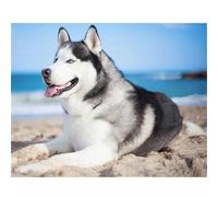 Suneve Diamond Painting Husky de plage,5D DIY Peinture Diamant Adulte Enfant,Broderie Diamant Kit Complet,Strass Point de Croix Artisanat Painting pour Maison Murale Décoration Round Drill,40x60cm