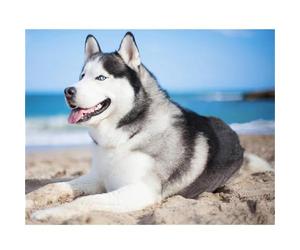 Suneve Diamond Painting Husky de plage,5D DIY Peinture Diamant Adulte Enfant,Broderie Diamant Kit Complet,Strass Point de Croix Artisanat Painting pour Maison Murale Décoration Round Drill,40x60cm