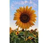 Sunflower Reflections: A 125-Page Journal for Creativity, Inspiration, and Daily Thoughts
