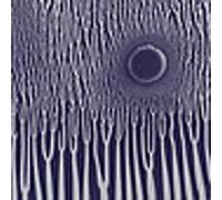 Sunn O - Grim Robe Demos [Import]