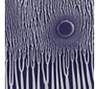 Sunn O - Grim Robe Demos [Import]