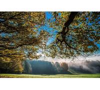 Sunny Forest - 300 Jeux de Puzzles en Bois pour Toute la Famille : Une variété de Jeux de Puzzle pour développer Les compétences (14 Ans+)