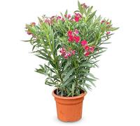 Sunny Tree Arbre à Laurier-Rose Rouge - Nerium Oleander 80-100 cm - Arbre Persistant