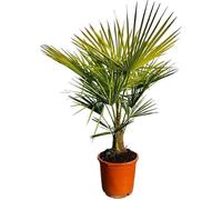 Sunny Tree - Arbre de Palmier - Trachycarpus Fortunei - Palmier Chinois - 120-140 cm - Palmier Chanvre - Résistant jusqu'à -18°C