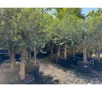 Sunny tree Arbre d'Olivier '25 Ans' à Tige Haute de 160 cm, Arbre Résistant et Robuste, Olea Europaea lechin arbre