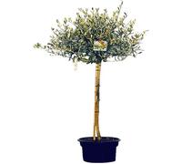 Sunny Tree Arbre d'Olivier à Tige Haute - Olea europaea, Arbre, Idéal pour Embellir Votre Jardin, Olive Tree, Arbre à haute tige