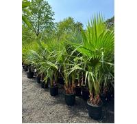 Sunny Tree Arbre Palmier Washingtonia Robusta - Palmier Éventail Mexicain à Plusieurs Troncs - Hauteur 140-160 cm avec Pot