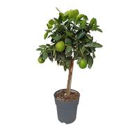 Sunny Tree Citron vert, 3 ans, agrumes latifolia, fruit, 90 cm, produit de qualité supérieure