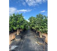 Sunny Tree Citronnier - Citrus Citron - XL 200 cm - Parfait pour les jardins et les terrasses - Produit de qualité supérieure - Porteur de fruits - 15 ans