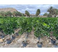 Sunny Tree - Citronnier grand 150 centimètres - Citrus Limon - Arbre fruitier - Endroits ensoleillés - Fructification - Citronnier de 8 ans